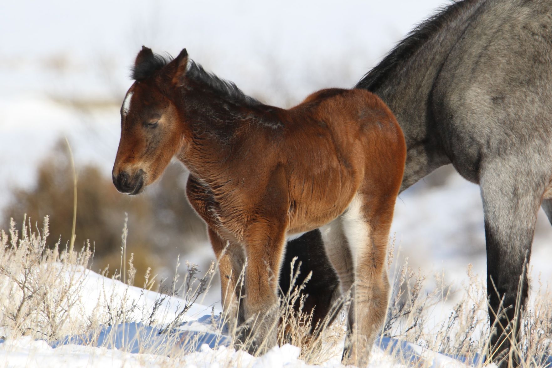 Sleepy Foal